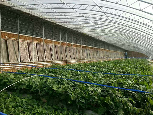 山东太阳能温室大棚